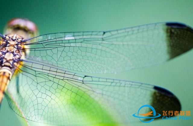 蜻蜓，飛行界的王者，科學家研究多年，仍未完全搞清楚蜻蜓的秘密-5007