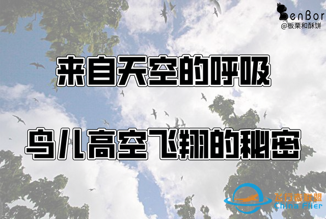 鳥類強(qiáng)大的飛行能力背后，做了哪些犧牲？一文了解飛行的秘密-9567