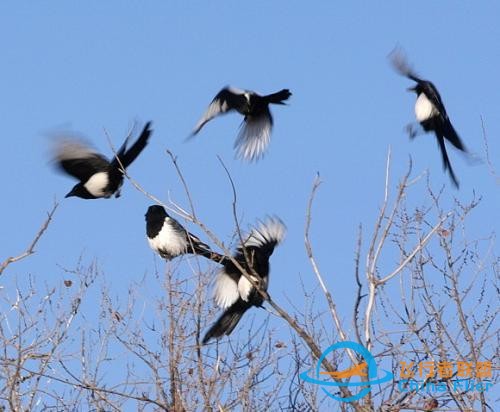 鳥類強(qiáng)大的飛行能力背后，做了哪些犧牲？一文了解飛行的秘密-7781