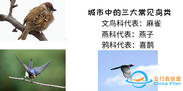 鳥類強(qiáng)大的飛行能力背后，做了哪些犧牲？一文了解飛行的秘密-4661