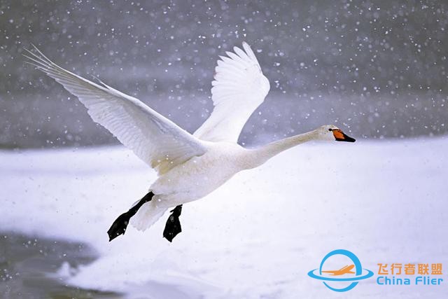 鳥類強(qiáng)大的飛行能力背后，做了哪些犧牲？一文了解飛行的秘密-9504