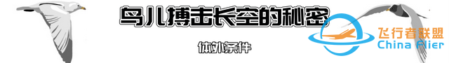 鳥類強(qiáng)大的飛行能力背后，做了哪些犧牲？一文了解飛行的秘密-4630