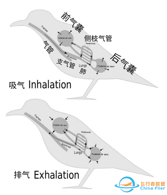 鳥類強(qiáng)大的飛行能力背后，做了哪些犧牲？一文了解飛行的秘密-3805