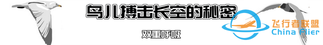 鳥類強(qiáng)大的飛行能力背后，做了哪些犧牲？一文了解飛行的秘密-3810