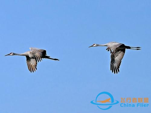 鳥類強(qiáng)大的飛行能力背后，做了哪些犧牲？一文了解飛行的秘密-6680