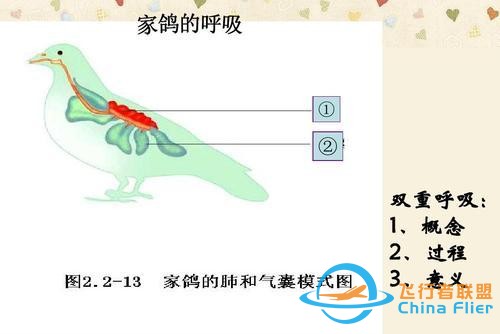 鳥類強(qiáng)大的飛行能力背后，做了哪些犧牲？一文了解飛行的秘密-5964