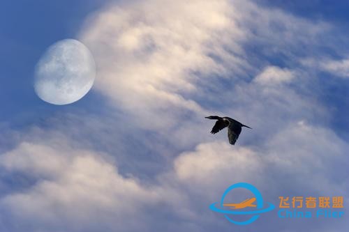 鳥類強(qiáng)大的飛行能力背后，做了哪些犧牲？一文了解飛行的秘密-132