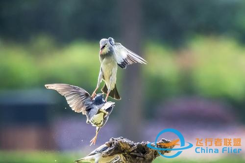 鳥類強(qiáng)大的飛行能力背后，做了哪些犧牲？一文了解飛行的秘密-996
