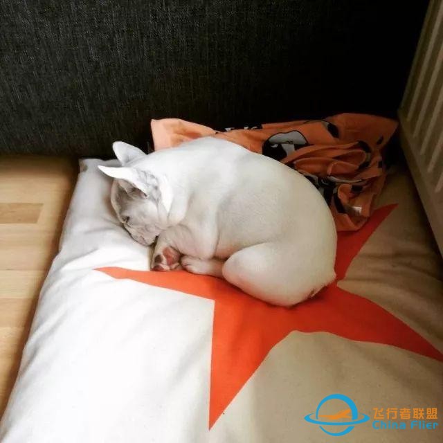 貓狗是兩種個性迥異的寵物，但在這一點上卻能達成共識丨每日午間報-9592