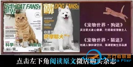 貓狗是兩種個性迥異的寵物，但在這一點上卻能達成共識丨每日午間報-9756